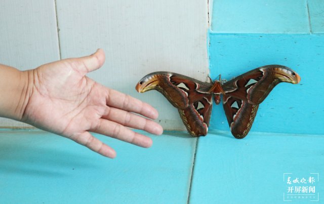 罕见！蛇头蛾身，镇康发现世界最大蛾类乌桕大蚕蛾（李丽君摄2024年9月4日） (5).JPG