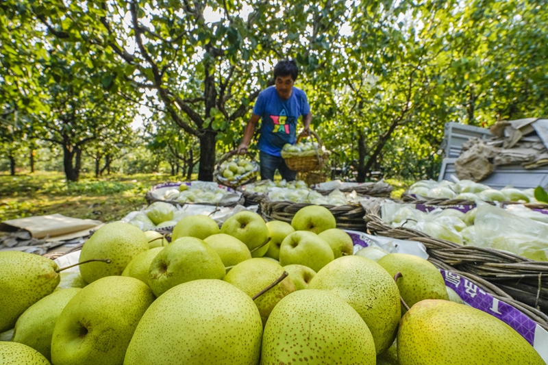 金秋收获忙 金秋收获忙