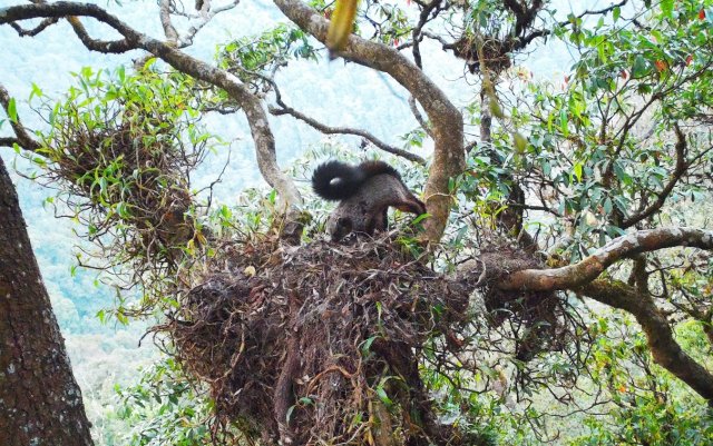 1.霜背大鼯鼠 红外相机摄_副本.jpg