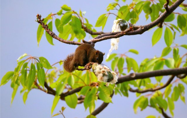 5.赤腹松鼠 李发芳摄_副本.jpg