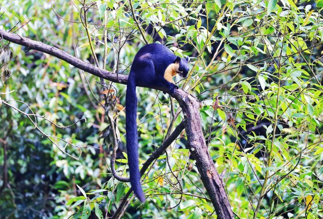 巨松鼠 杨荣廷摄.jpg