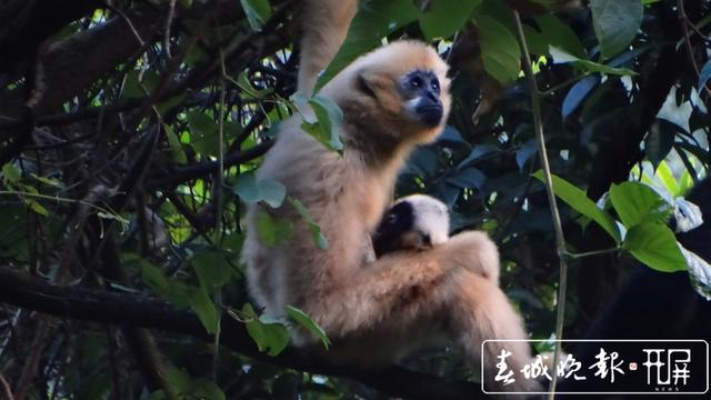 全球90%西黑冠长臂猿居住在云南 (3)_副本.jpg