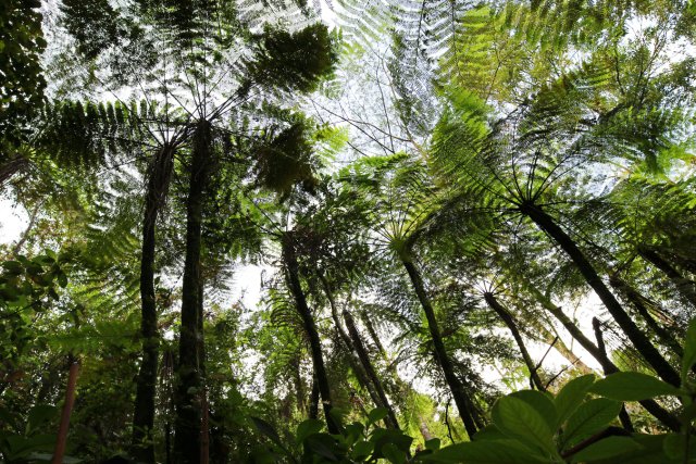 高大的桫椤科植物（中华桫椤） 郁云江摄.jpg