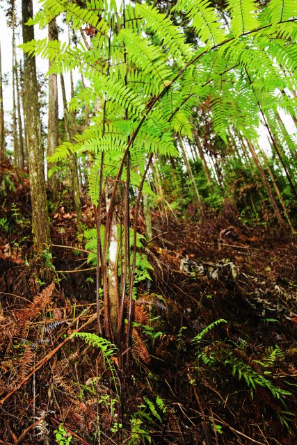 幼树（毛叶黑桫椤）郁云江摄.jpg
