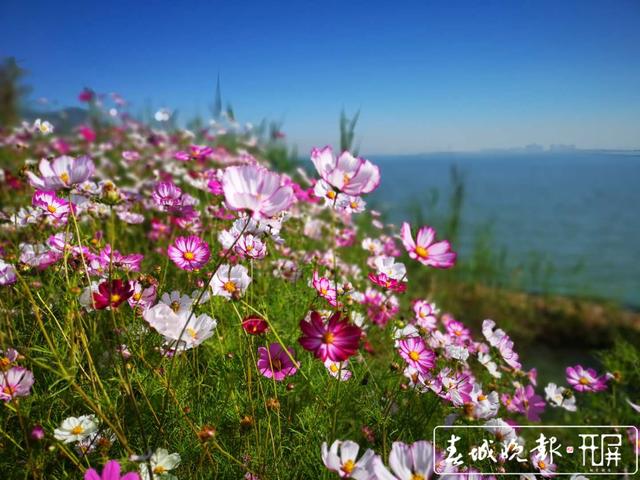 滇池之滨秋色怡人 西华湿地15亩格桑花焕新颜 (3).jpg