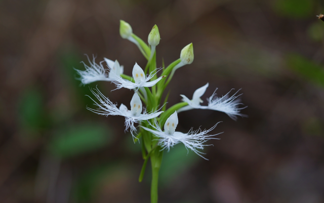 8. 龙须玉凤花花簇（10月26日） 郁云江摄.png