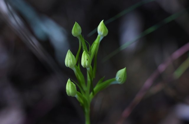 5. 龙须玉凤花花苞（10月26日） 郁云江摄副本.jpg