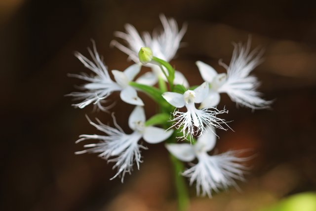 10. 龙须玉凤花花簇（10月26日） 郁云江摄.jpg
