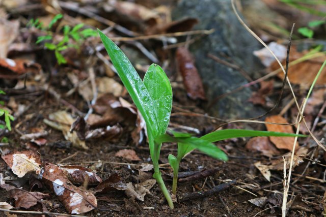 2. 龙须玉凤花的幼苗（10月26日） 郁云江摄.jpg