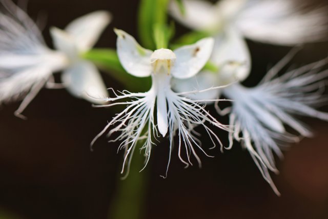 12. 龙须玉凤花花朵（10月26日） 郁云江摄.jpg
