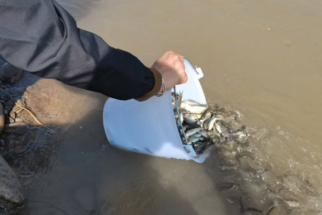 工作人员正在放生小桶里的鱼苗.jpg