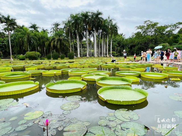 【大象推荐官游中国】西双版纳(开屏新闻记者 林舒佳 摄)