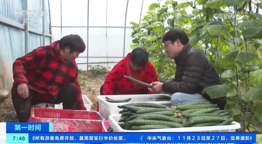 小雪节气 “菜篮子”也丰富 大棚蔬菜上市 &nbsp;冬笋、咸菜正当时