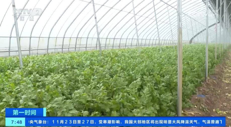 小雪节气 “菜篮子”也丰富 大棚蔬菜上市 &nbsp;冬笋、咸菜正当时