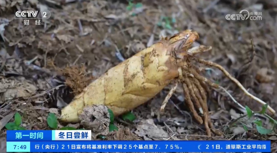 小雪节气 “菜篮子”也丰富 大棚蔬菜上市 &nbsp;冬笋、咸菜正当时