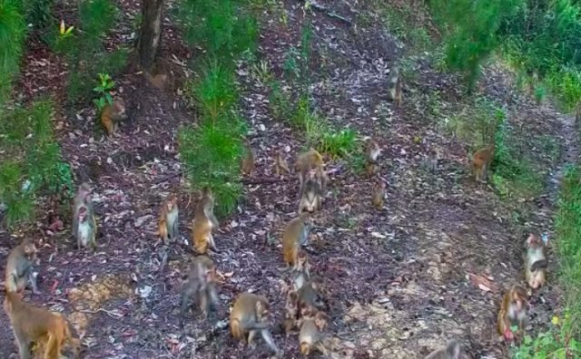 镇康南捧河省级自然保护区野生猕猴群（2024年11月26日摄） (6).jpg