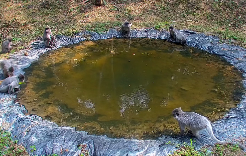 镇康南捧河省级自然保护区印支灰叶猴（2024年2月10日摄） (9).jpg