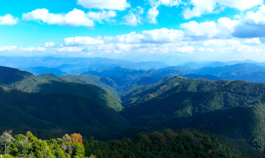 镇康南捧河省级自然保护区（2024年4月24日李丽君摄） (1).jpg