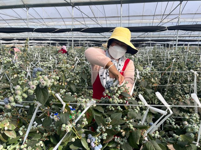 拍摄于11月30日 工人采摘蓝莓.jpg