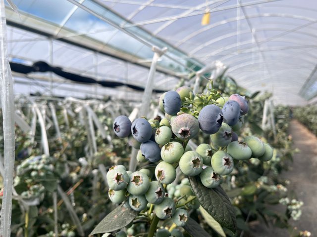 拍摄于11月30日 蓝莓长势喜人.jpg