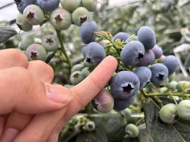 拍摄于11月30日 蓝莓长势喜人2.jpg