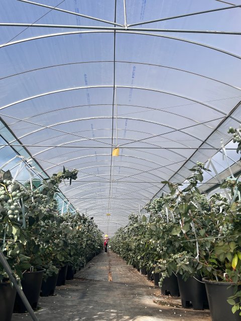 拍摄于11月30日 蓝莓基地.jpg