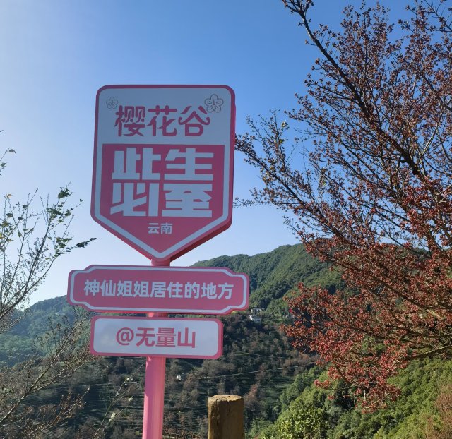 （采访传编辑）美好生活在云南 在无量山樱花谷，有一种生活叫“花之旅” (5).jpg