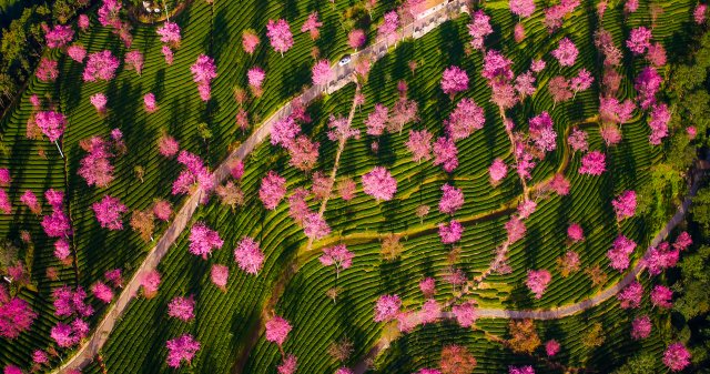 （采访传编辑）美好生活在云南 在无量山樱花谷，有一种生活叫“花之旅” (14).jpg