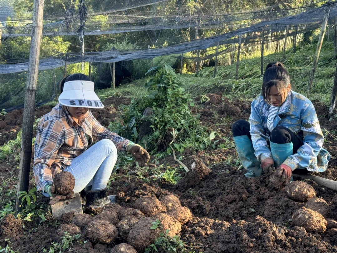 什么时间种植魔芋 1772269_2048x2048.png