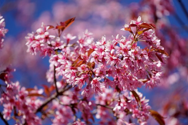 2024年12月19日 樱花.jpg