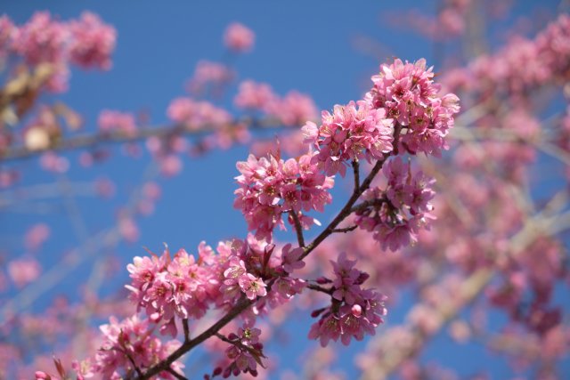 2024年12月19日 樱花(3).jpg