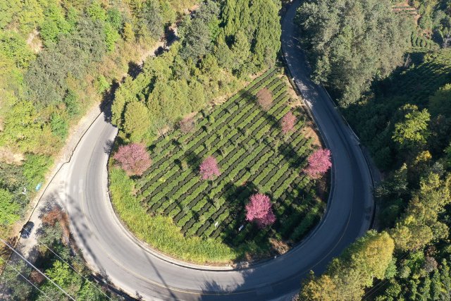 2024年12月19日 公路旁的樱花.jpg