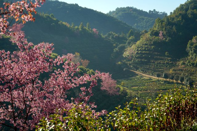 2024年12月19日樱花谷 (3).jpg