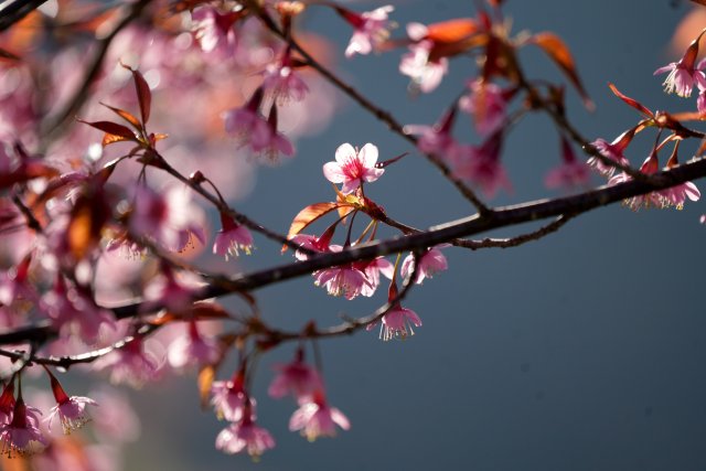 2024年12月19日 樱花(4).jpg