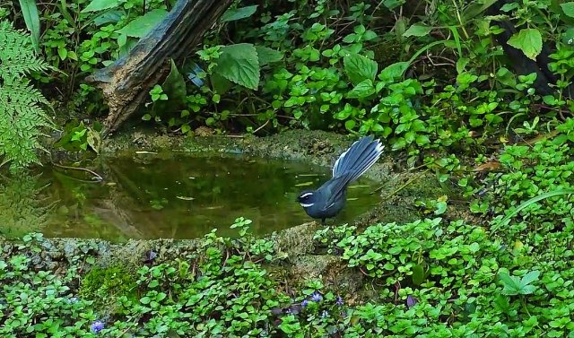 白喉扇尾鹟 李荣顺摄0副本.jpg