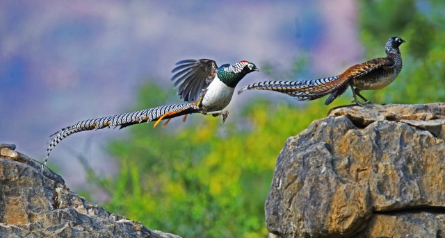 白腹锦鸡 易永建摄.jpg