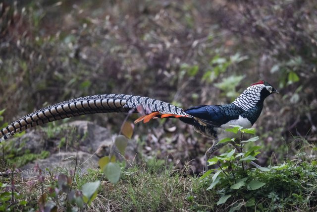 白腹锦鸡 尹磊摄0.jpg