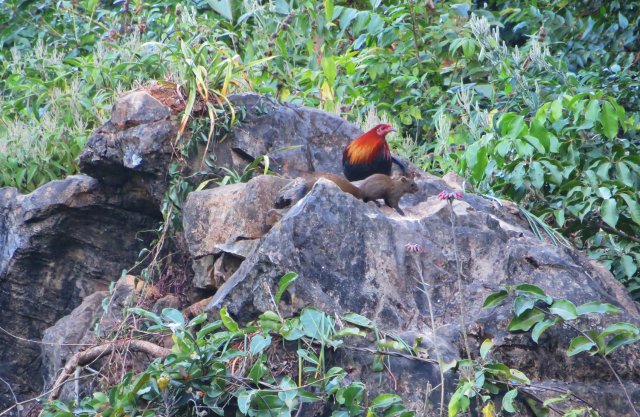 红原鸡与珀氏长吻松鼠同框 李荣顺摄.jpg