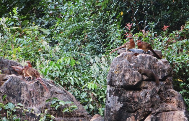 棕胸竹鸡与珀氏长吻松鼠同框 李荣顺摄.jpg