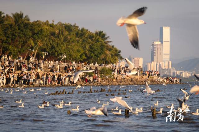 深圳湾公园上空成群结队的候鸟飞跃海面。