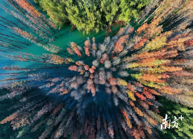 中山市五桂山水杉林层林尽染,五彩缤纷。南方拍客 瑞 摄