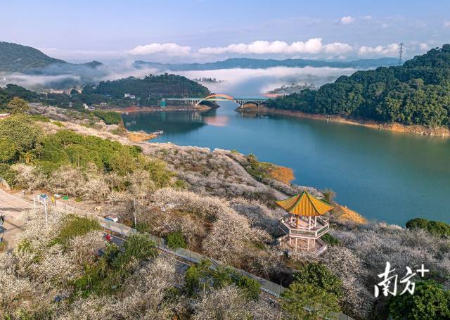 广州市流溪河国家森林公园十万余株梅花二度怒放,一片雪白,构成冬日别具特色的一道风景。南方拍客 邹辉 摄
