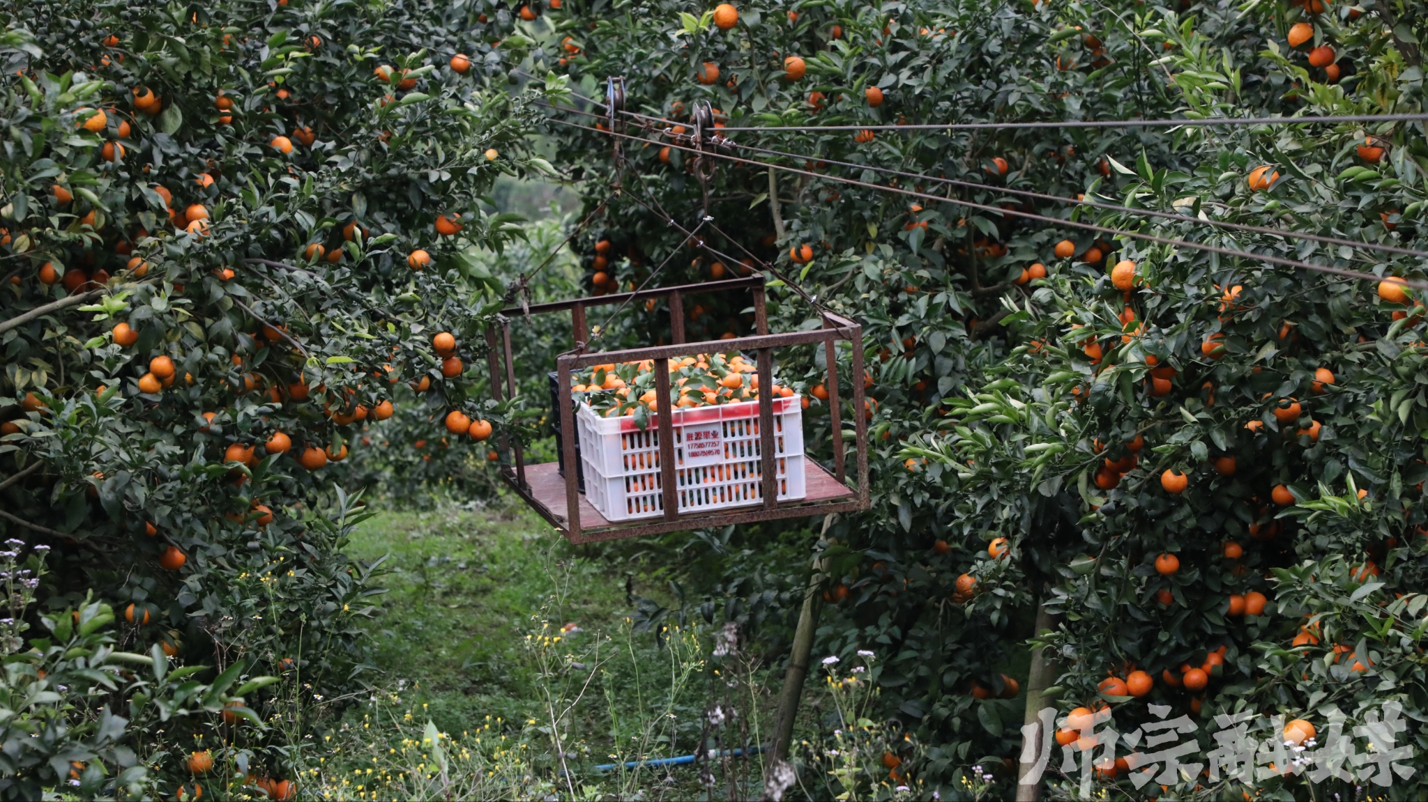 "以前人工运输很费劲,现在索道运输车可以解决山地运输难题,减
