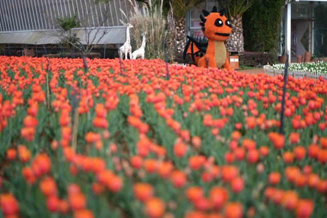 捞鱼河郁金香 (1).jpg