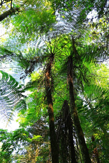 桫椤(2月14日) 郁云江摄.jpg