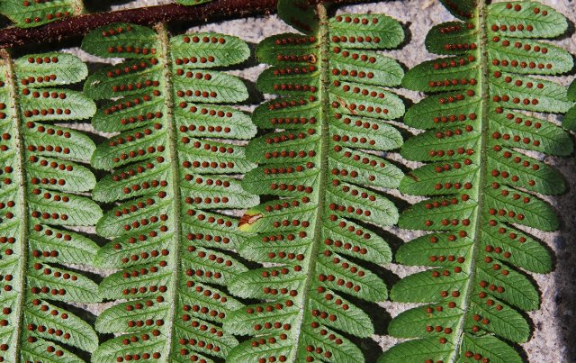 叶背面着生的孢子囊群(2月14日)郁云江摄.jpg
