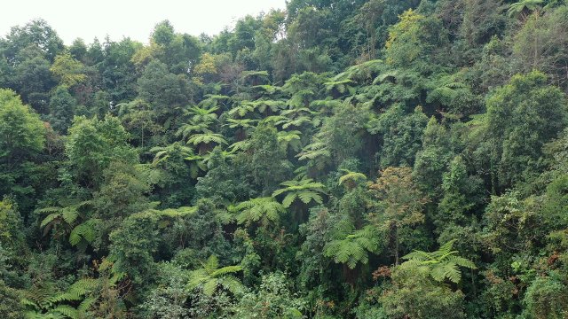 桫椤(2月14日) 王学云1.jpg