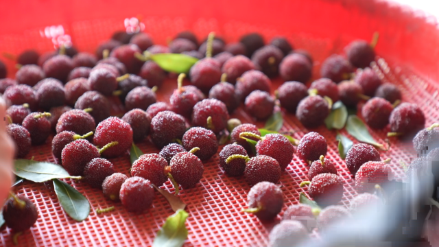 全国最早石屏特早杨梅抢“鲜”上市 (6).png