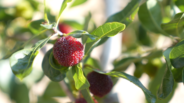 全国最早石屏特早杨梅抢“鲜”上市 (4).png