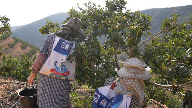 全国最早石屏特早杨梅抢“鲜”上市 (3).png